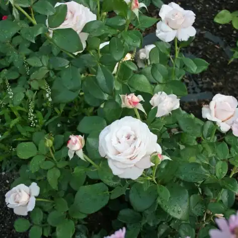 Trandafir cu parfum intens - Trandafiri - Royal Copenhagen™ - 